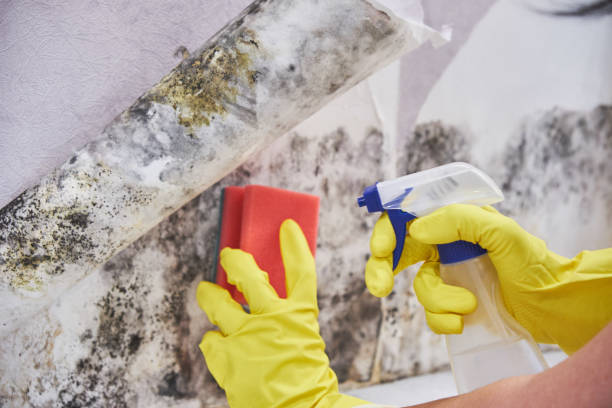  Ellisburg, NJ Mold Removal & Remediation Pros