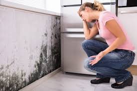 Best Black Mold Removal  in Ellisburg, NJ